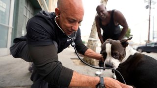 Dr. Kwane Stewart checks a dog’s health in the Skid Row area of Los Angeles on Wednesday, June 7, 2023. (AP Photo/Damian Dovarganes)