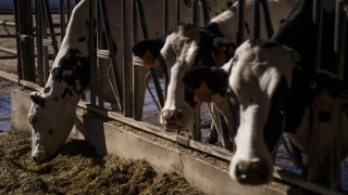 A dairy farm in Porterville, California.