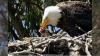 Bay Area bald eagle apparently adopts baby hawk