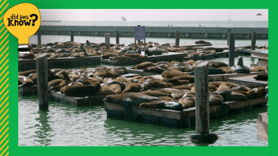 San Francisco's Pier 39 sea lions: Why they hang out here