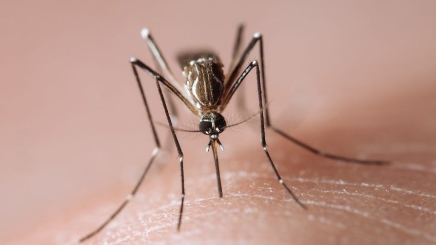 Frontal view of a tropical disease vector mosquito biting human skin and sucking blood.