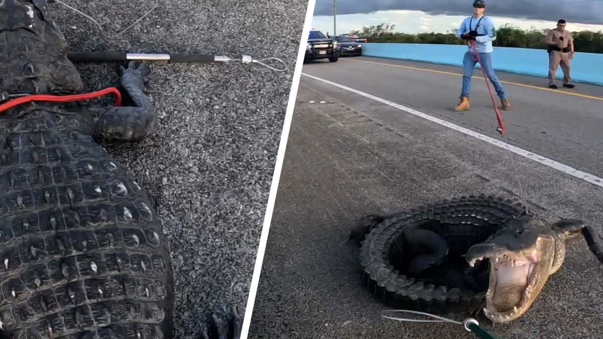 Massive 10-foot gator shuts down 18 Mile Stretch in Key Largo – NBC Bay Area - Vimarsana News