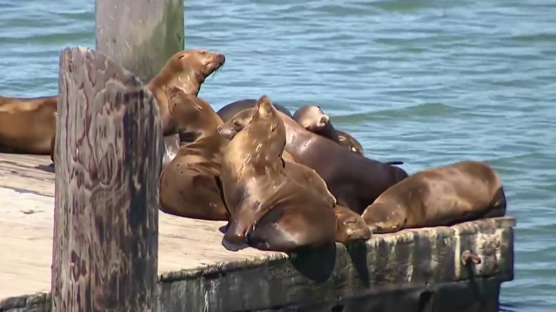 Sea lion pop-up opens at San Francisco's Pier 39 – NBC Bay Area
