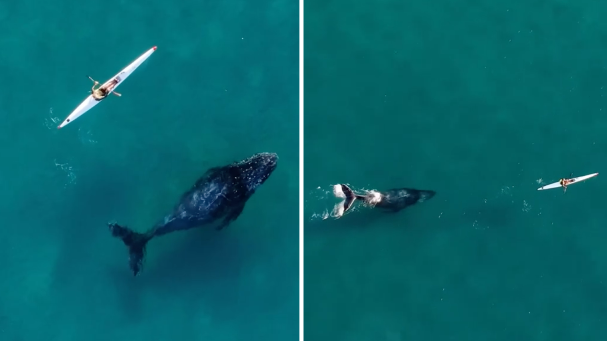 Video shows humpback whale swimming alongside kayaker in Australia(02)
