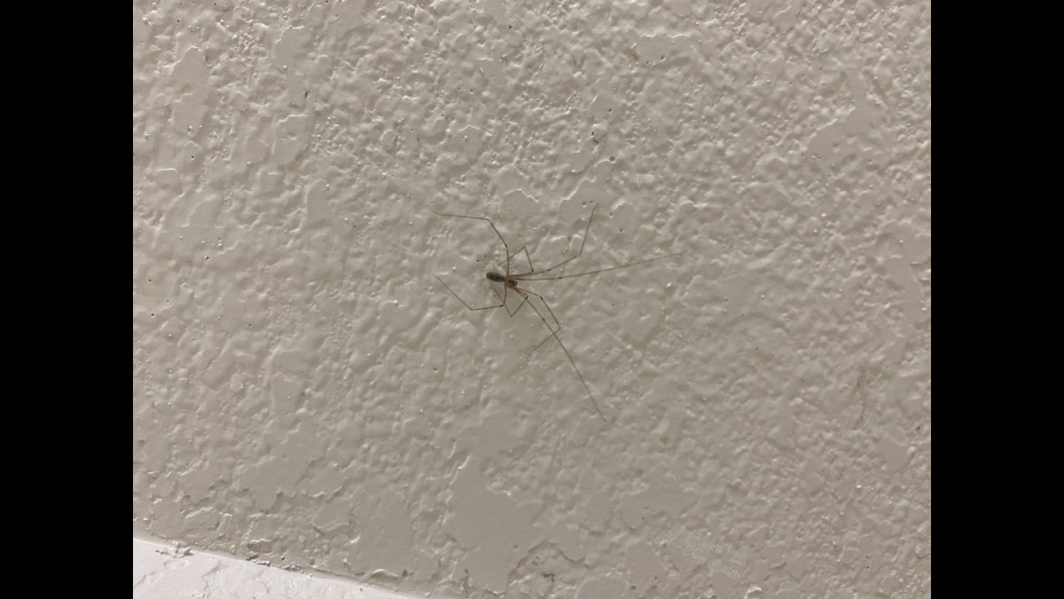 Pest control companies say heat sending more bugs into homes – NBC Bay Area