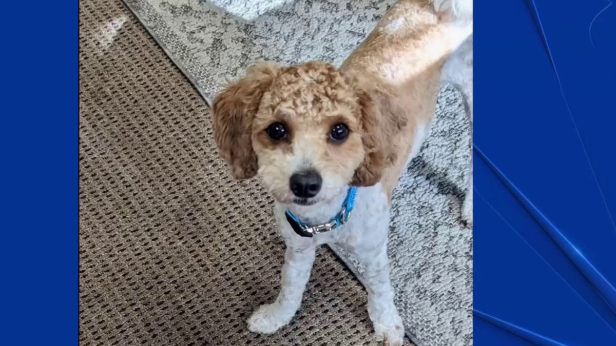 Therapy dog in training stolen in San Rafael: Police – NBC Bay Area