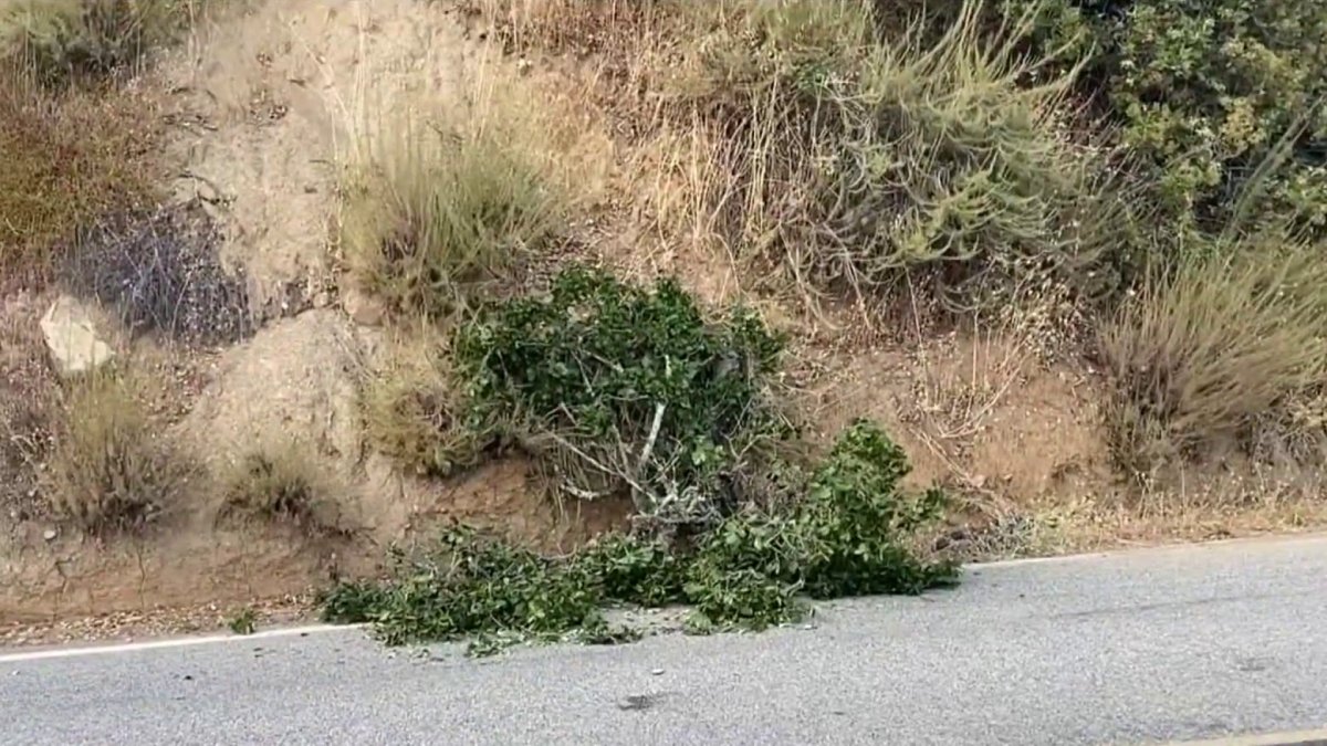 Bicyclist killed by tree branch in Gilroy - Vimarsana News