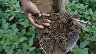 Shalamar Armstrong, associate professor of agronomy at Purdue University, holds a shovel full of soil, Thursday, July 13, 2023, in Fowler, Ind. Cover crops help with maintaining the structure of the soil and storing carbon in the soil, noted by the soil’s darker color. (AP Photo/Joshua A. Bickel)