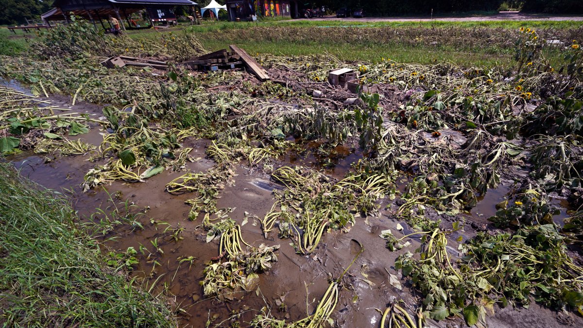 Months of labor and crops swept away in Northeast floods – NBC Bay Area - Vimarsana News