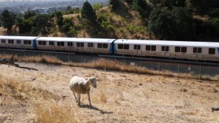 A sheep moves on land abutting tracks on BART property.