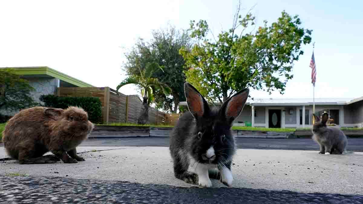 Invasion of domestic rabbits has a Florida suburb hopping into a hunt for new owners – NBC Bay Area - Vimarsana News