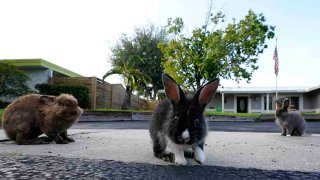 A trio of rabbits gather on a driveway, July 11, 2023, in Wilton Manors, Fla.