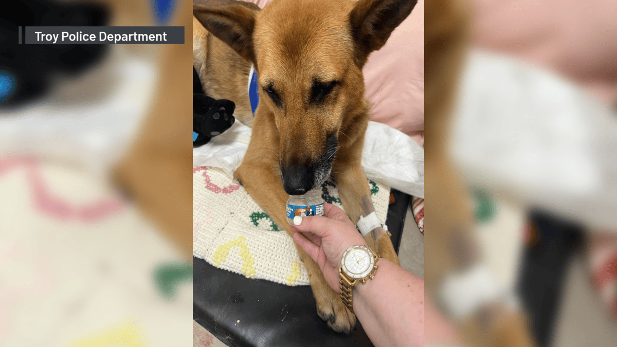 Police dog stabbed 12 times during burglary pursuit expected to make a ...