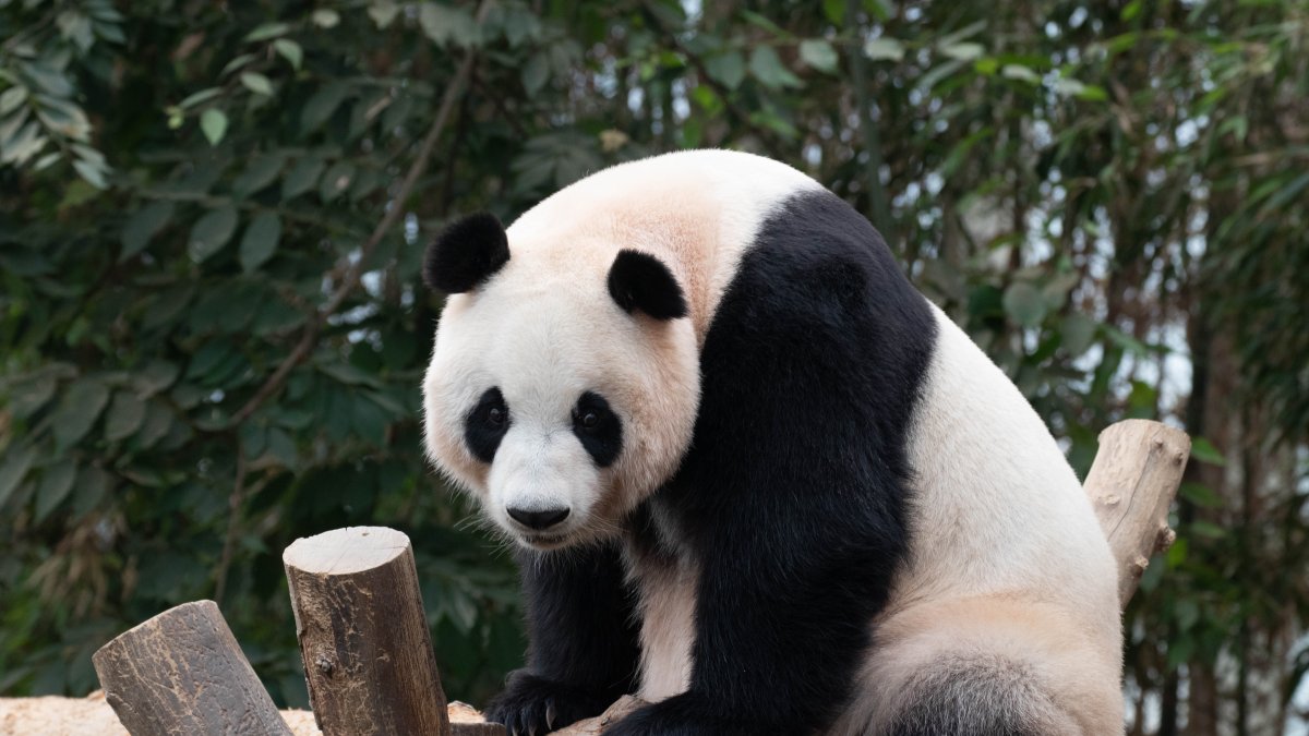pandas giving birth