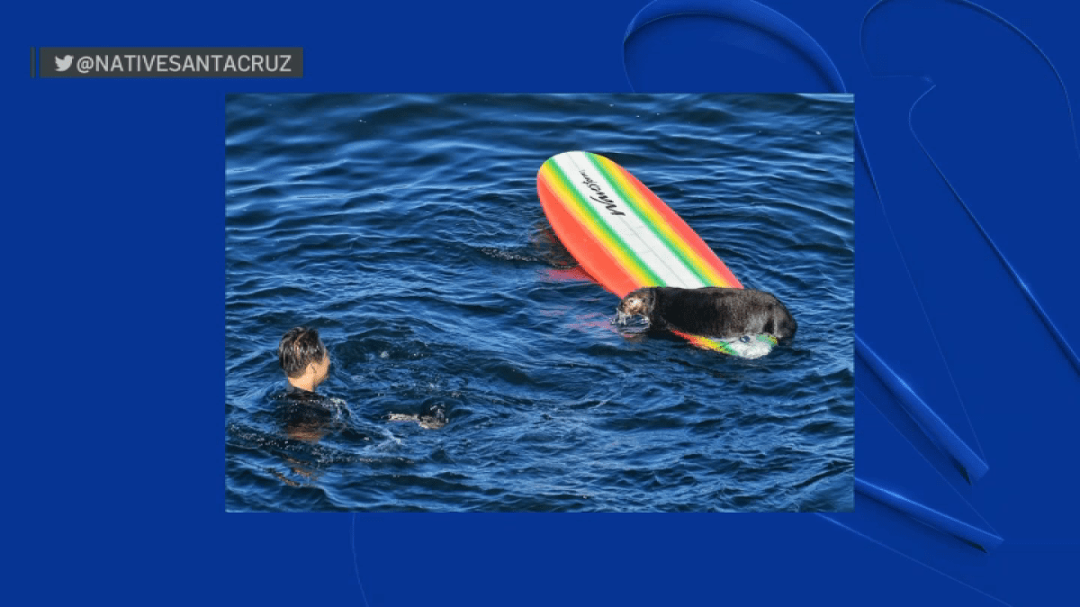 Wildlife agents attempt to capture sea otter seen interacting with Santa Cruz surfers