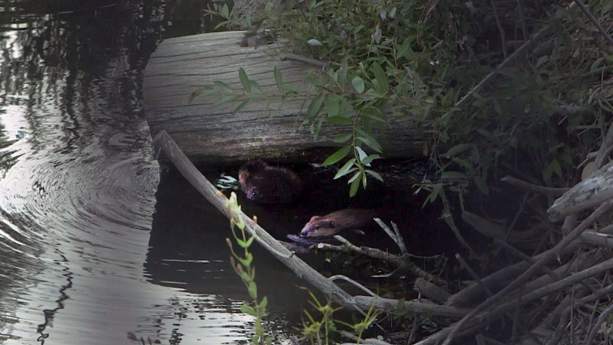 The Napanee Beaver December 22, 2016 by The Napanee Beaver - Issuu