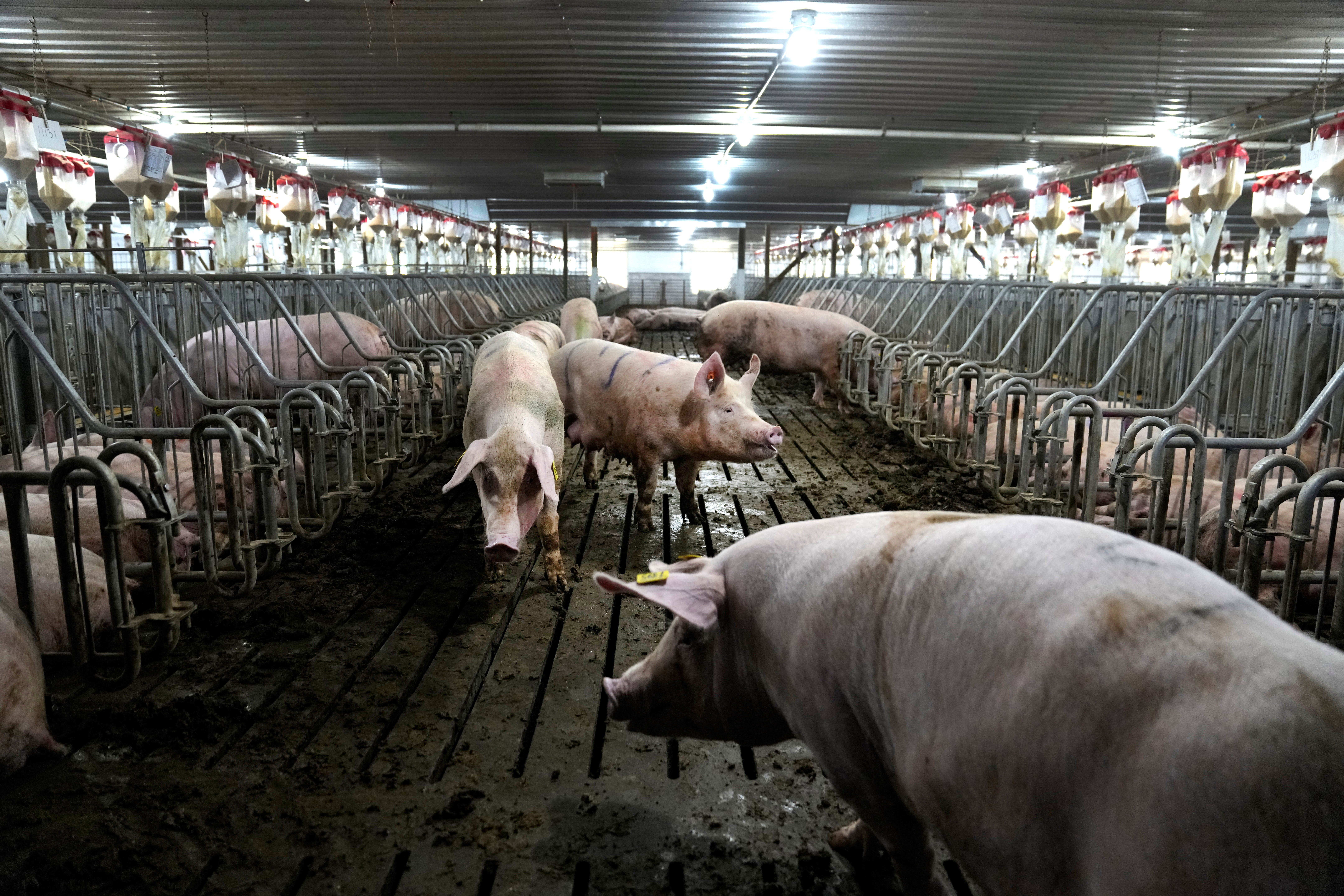 California law aimed at getting pigs out of narrow breeding cages takes effect – NBC Bay Area - Vimarsana News