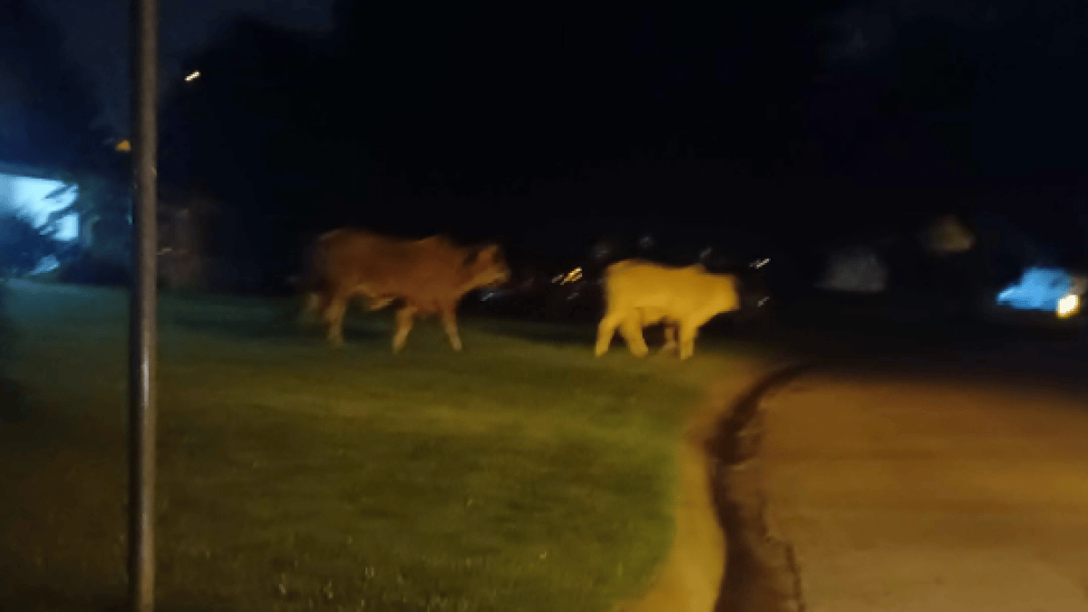 Escaped cows on the loose from Maryland farm are spotted in Bowie – NBC Bay Area - Vimarsana News