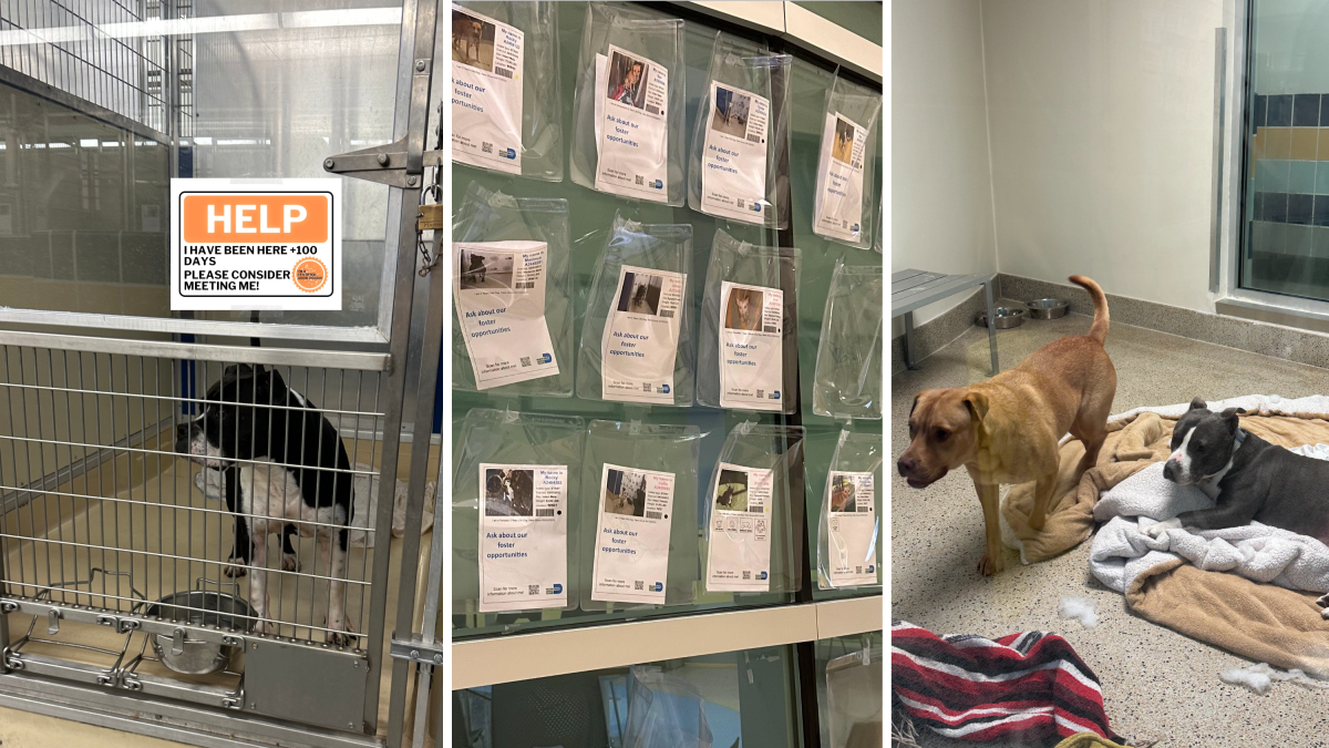Lost dogs have fueled overpopulation in U.S animal shelters – NBC Bay Area - Vimarsana News