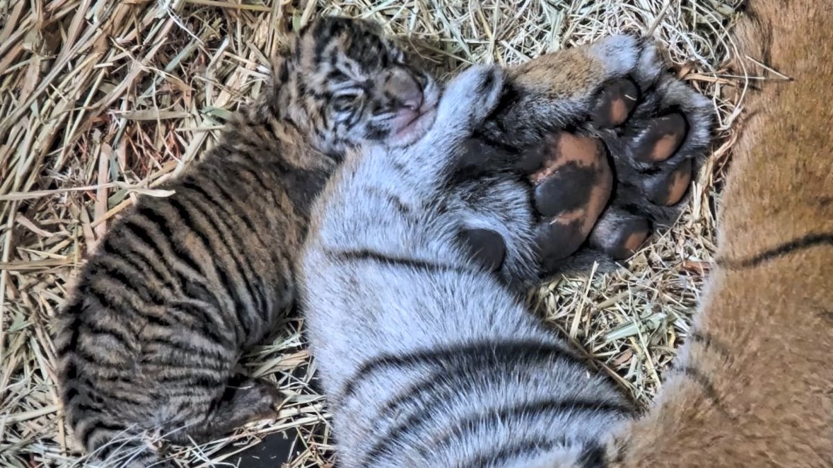Sumatran tiger cubs at San Diego Zoo Safari Park now have names – NBC Bay Area - Vimarsana News