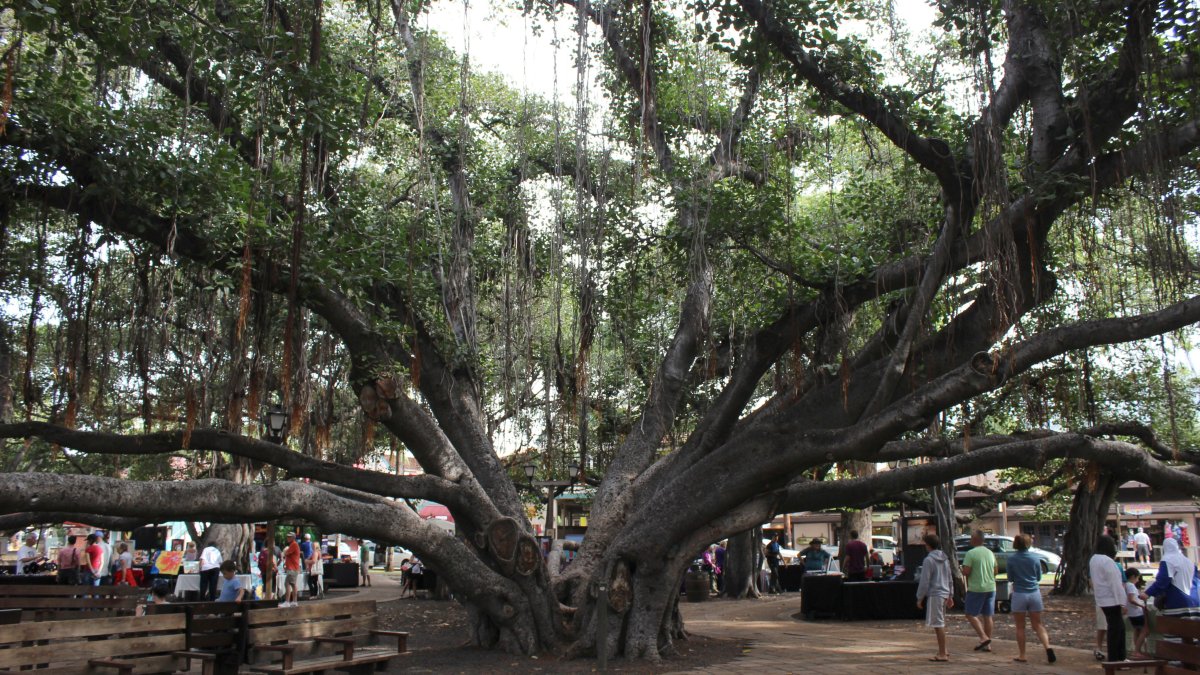 Lahaina’s 150yearold banyan tree damaged but standing amidst Hawaii