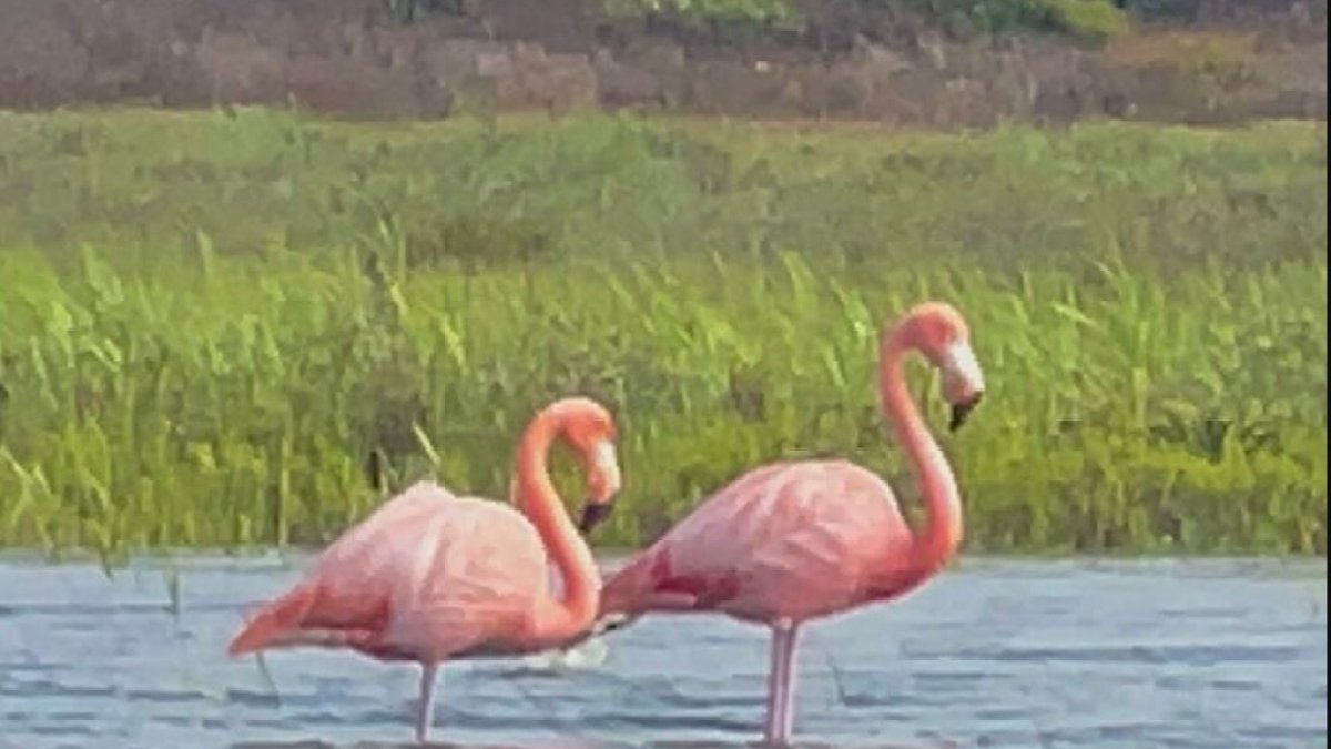 Did you know there are flamingos living in the wild in Coronado? – NBC Bay Area - Vimarsana News