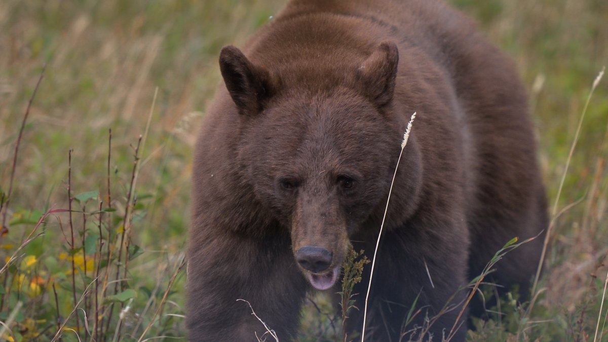Black bear breaks into Montana home, gets shot and killed by handgun – NBC Bay Area - Vimarsana News