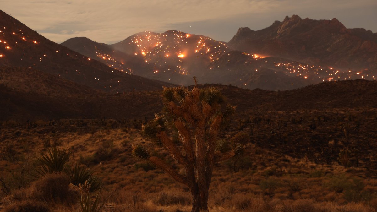 Joshua trees threatened by massive California-Nevada wildfire – NBC Bay Area - Vimarsana News
