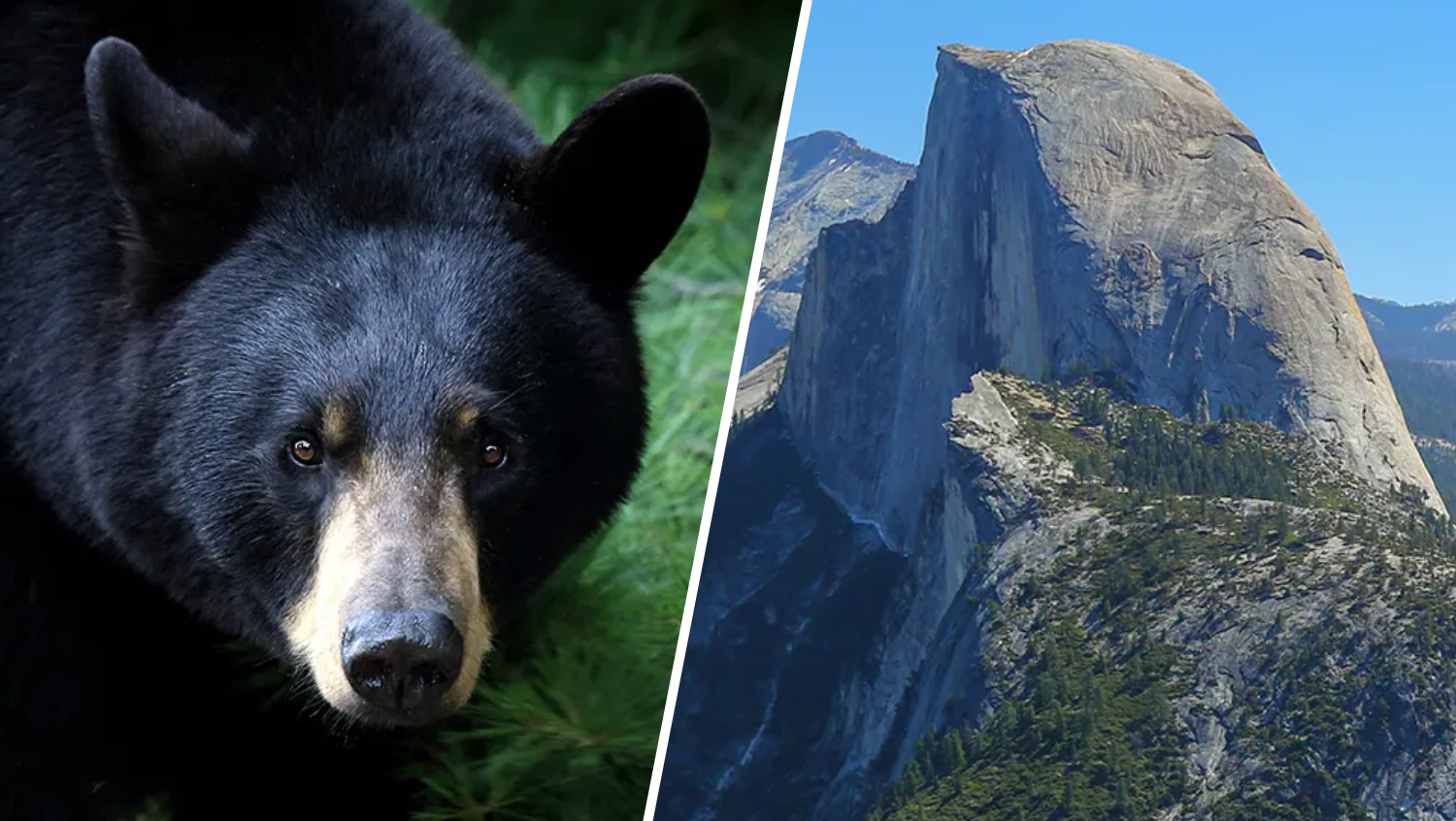 Recently discovered evidence points to bears climbing Yosemite's Half Dome  - ABC7 San Francisco