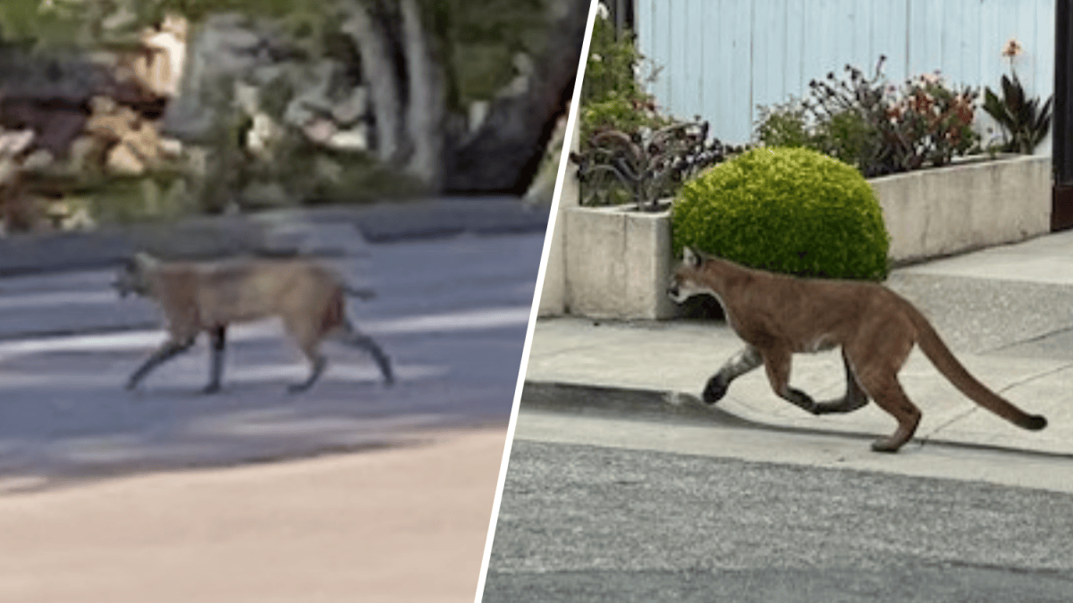 Bobcat, mountain lion sightings in San Mateo – NBC Bay Area - Vimarsana News
