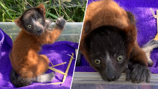 A red-ruffed lemur pups born in May 2023 at Happy Hollow Park & Zoo in San Jose. (Happy Hollow Park & Zoo via Bay City News)