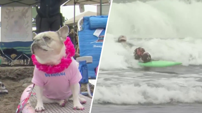 World Dog Surfing Championships photos: Pups take to the waves