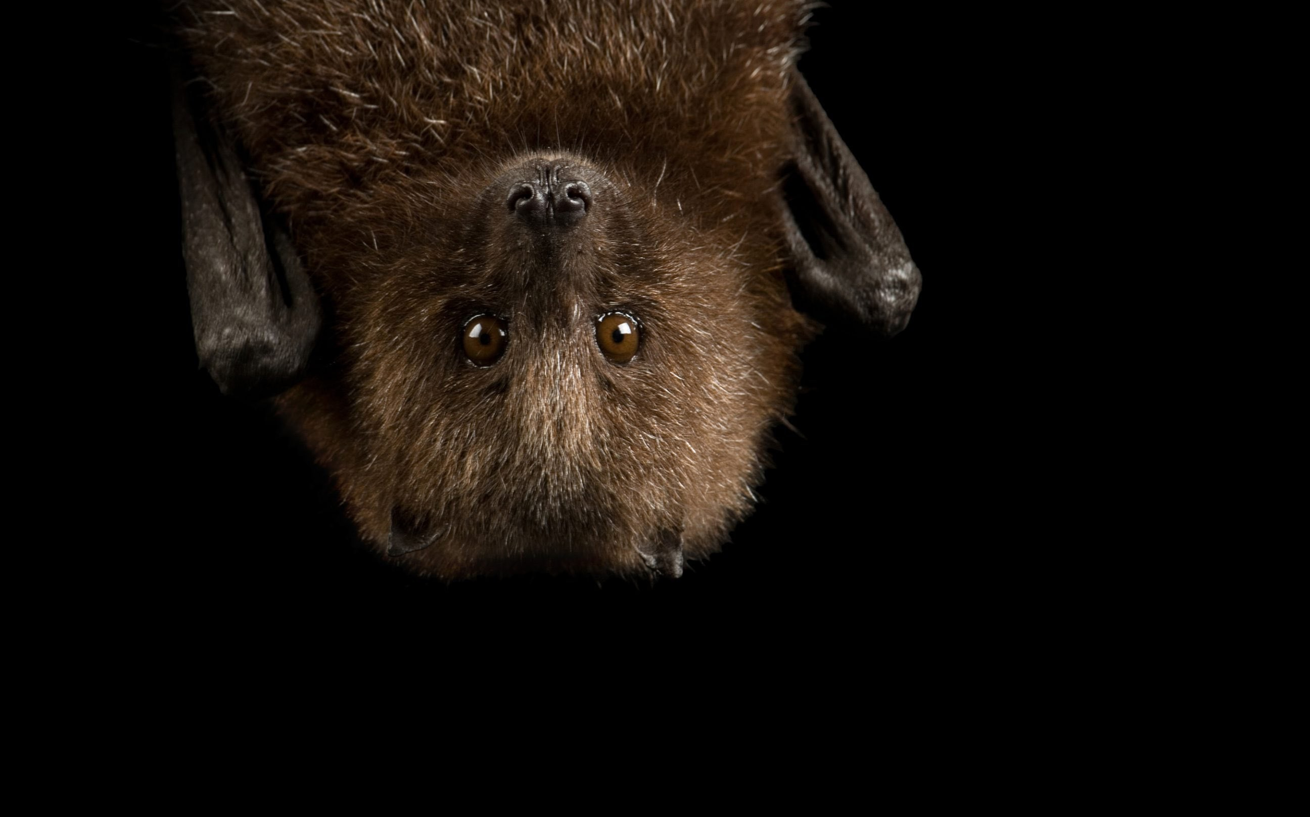 Dead bat found in Fremont tests positive for rabies