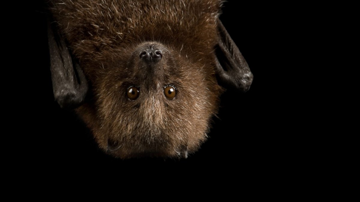 Dead bat found in Fremont tests positive for rabies