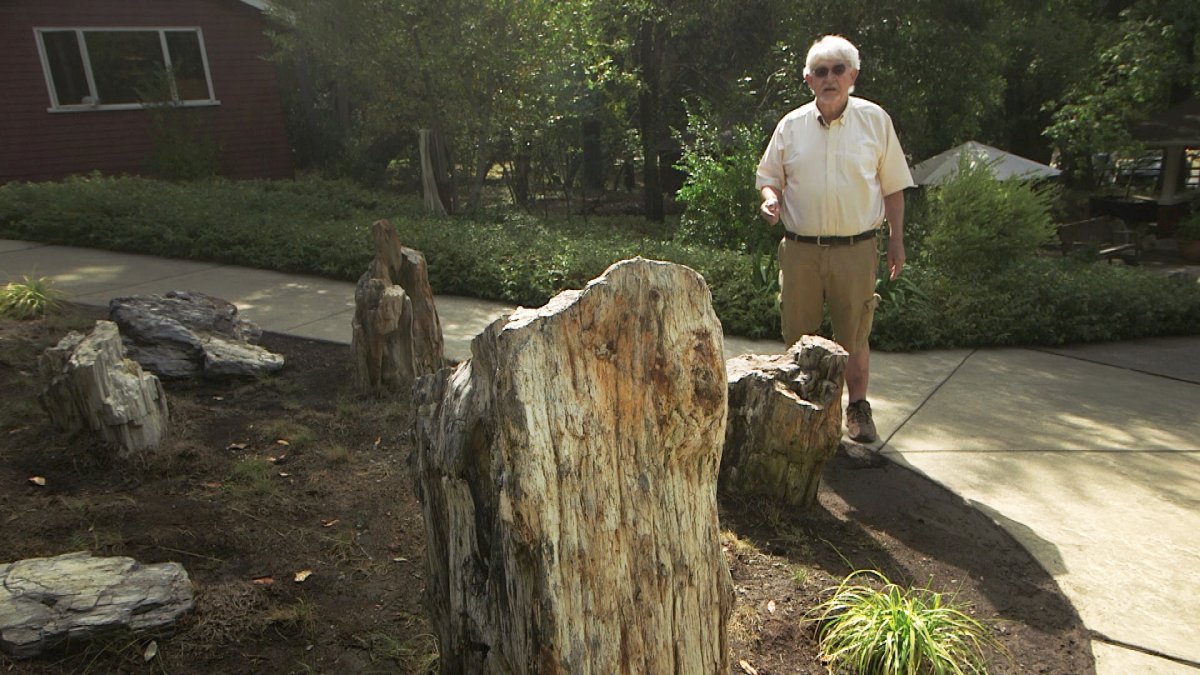 Sale of iconic Calistoga's Petrified Forest comes with long family history - Vimarsana News