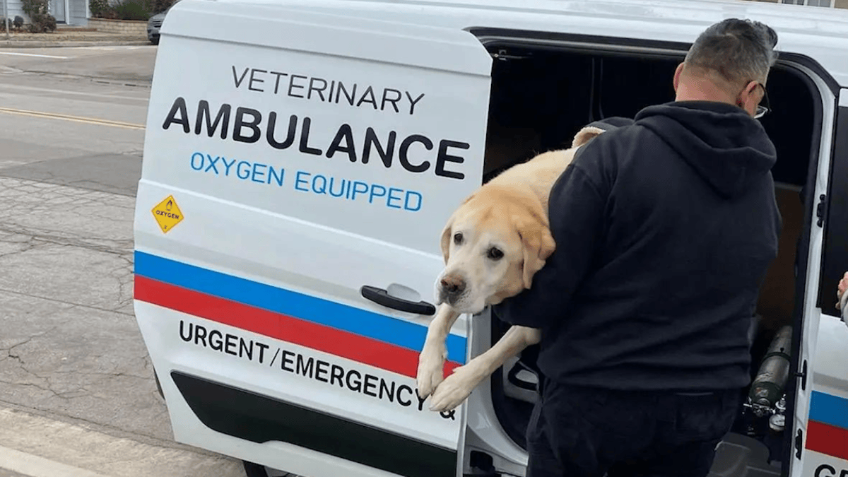 Veterinary Ambulance of Southern California transports pets in emergencies – NBC Bay Area - Vimarsana News