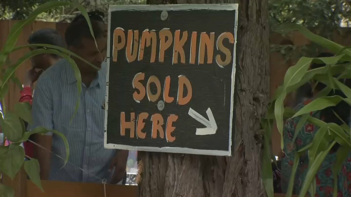 Half Moon Bay farm reopens pumpkin patch as fall approaches – NBC Bay Area