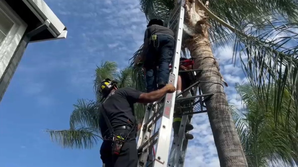 Firefighters rescue Brentwood man trapped upside down in tree - Vimarsana News