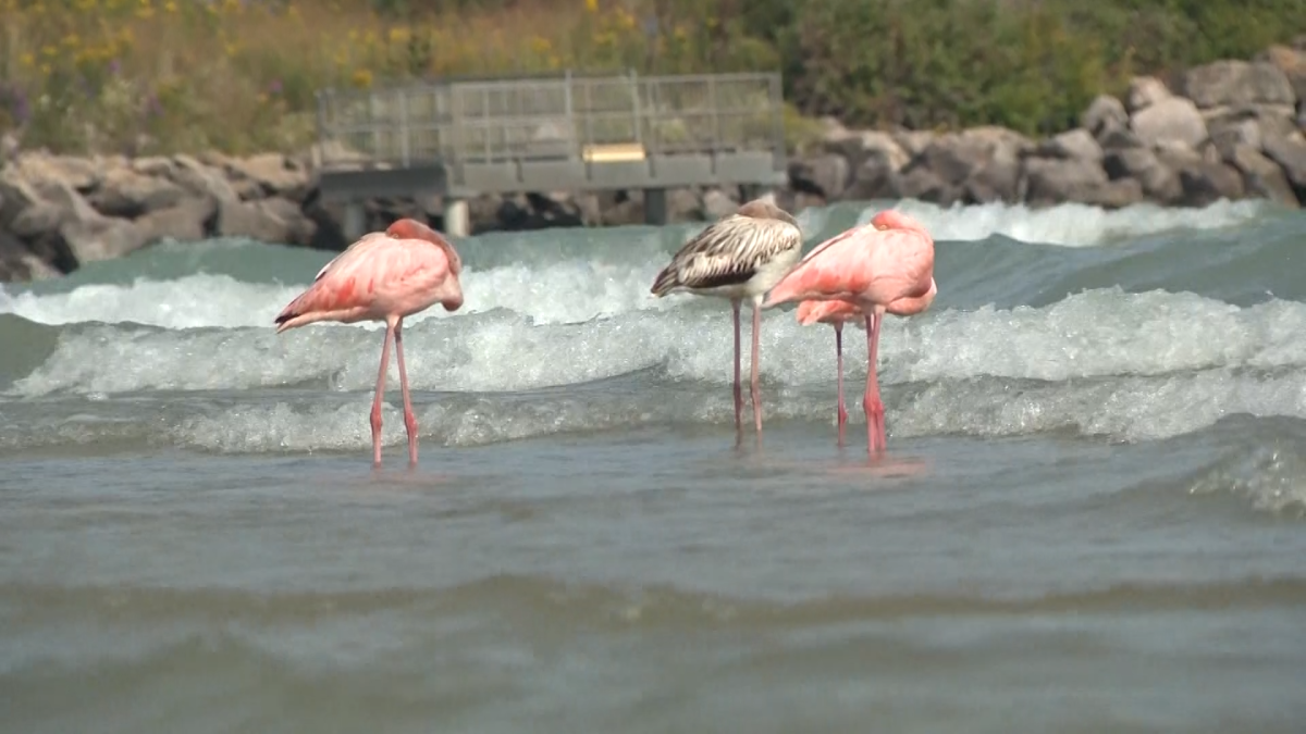 Flamingos sighted in Wisconsin for first time ever – NBC Bay Area - Vimarsana News