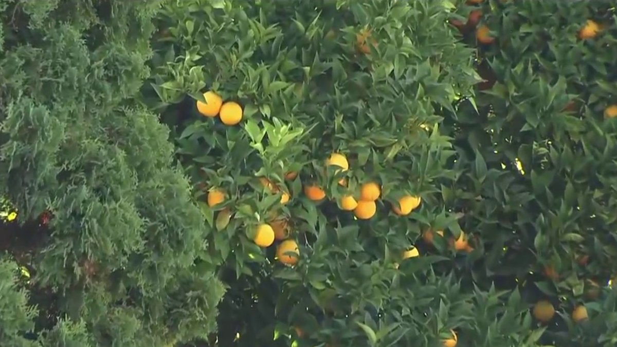 Oriental fruit fly quarantine issued across much of Santa Clara County NBC Bay Area