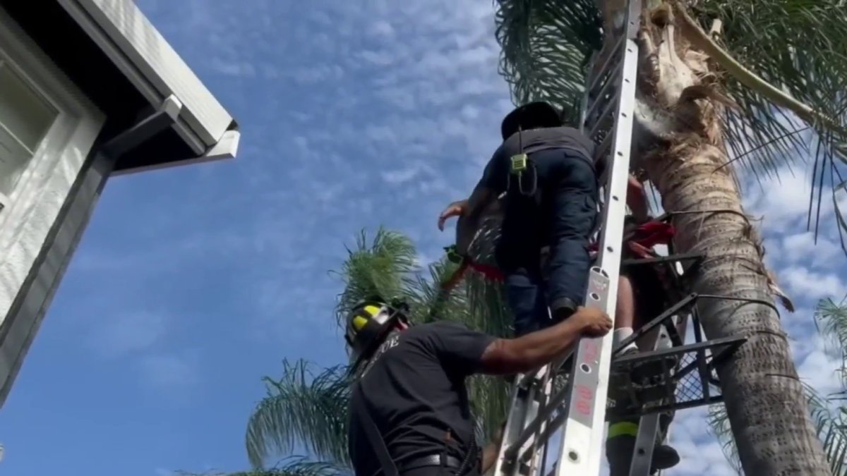 Firefighters rescue Brentwood man trapped upside down in tree – NBC Bay ...