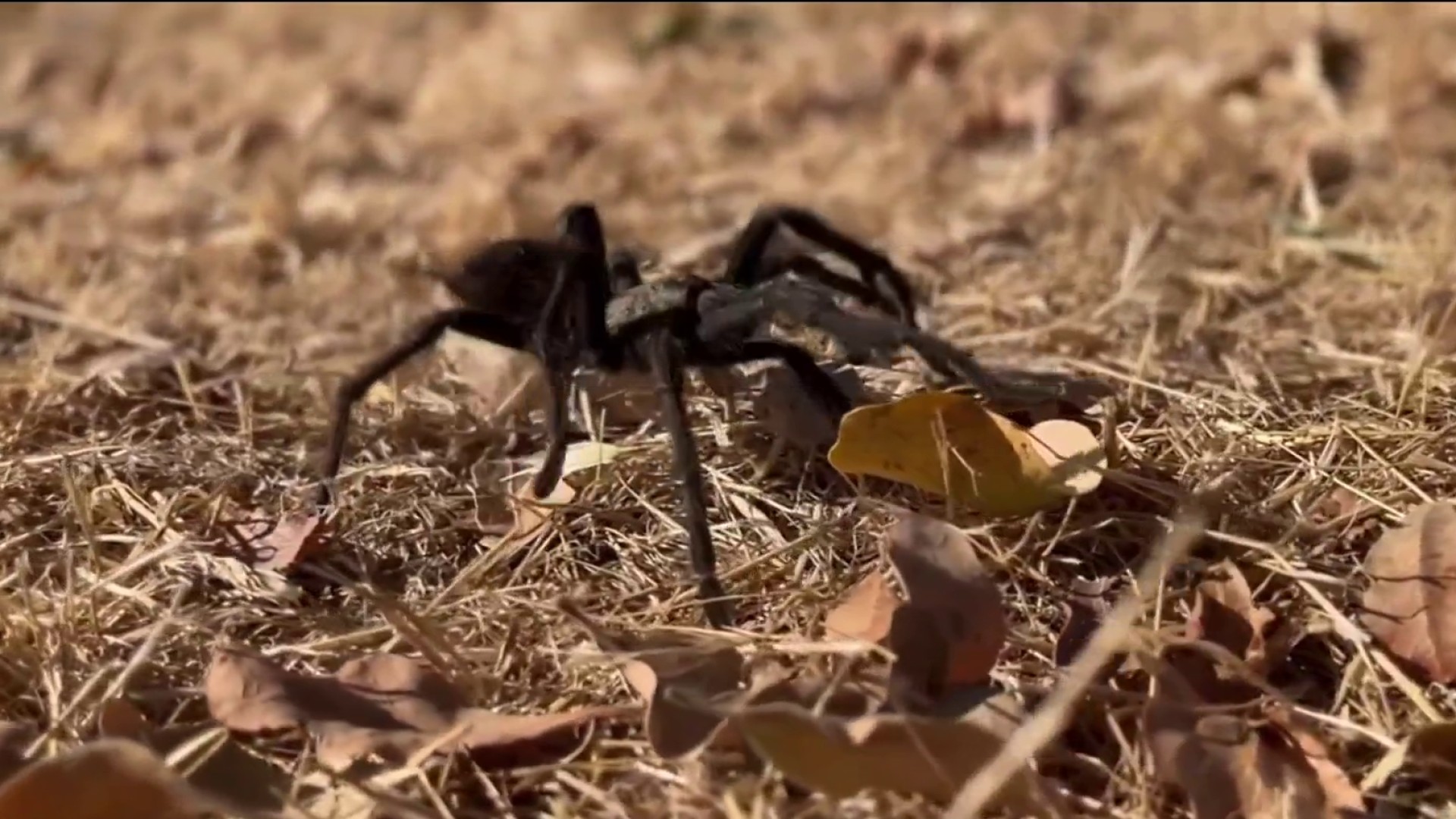 Mating season means giant spiders are on the move in Seattle - Axios Seattle