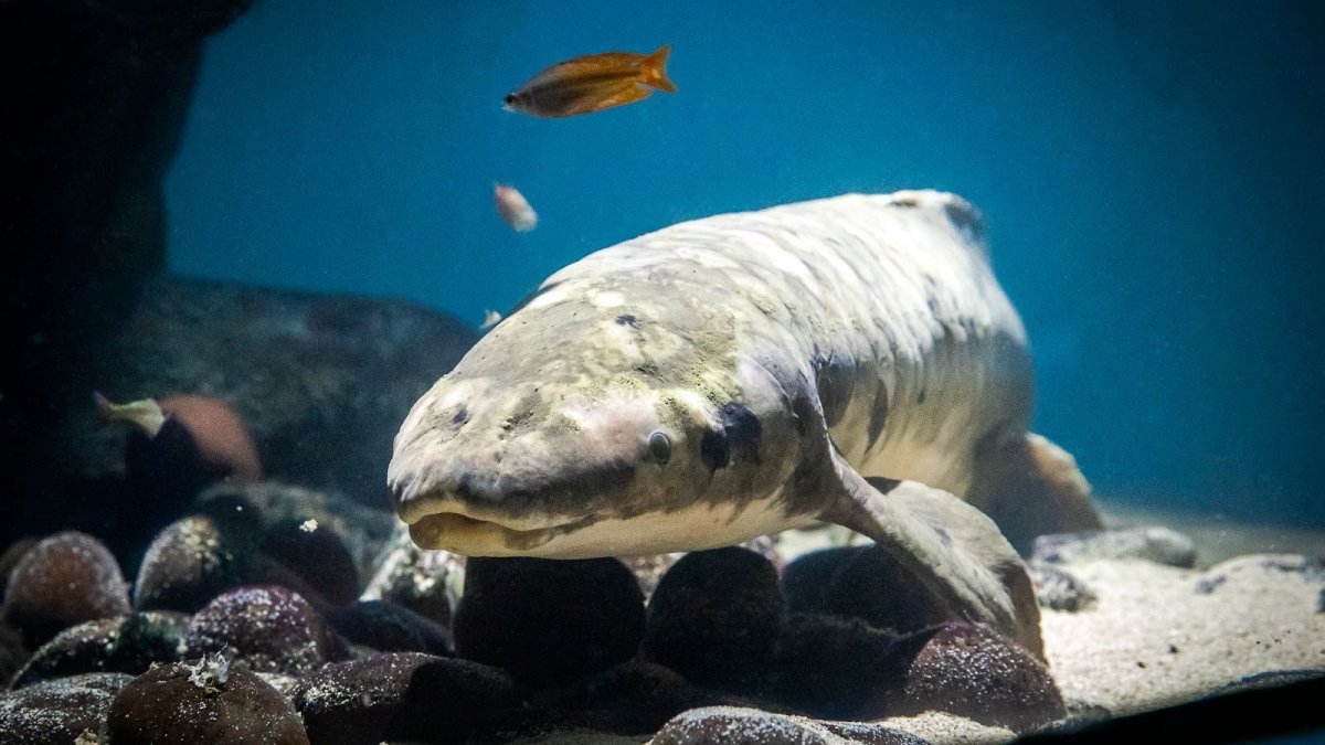 Oldest living aquarium fish lives in San Francisco – NBC Bay Area