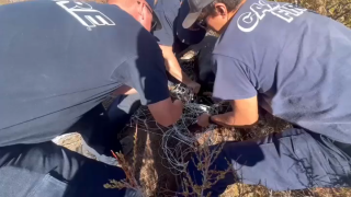 Cal Fire firefighters free a deer found entangled in wire.