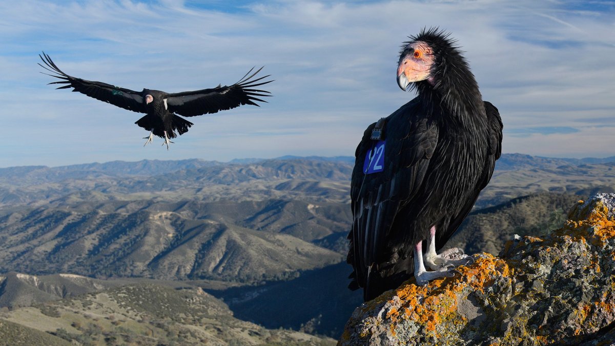 康特拉科斯塔县部分地区发现加利福尼亚神鹰