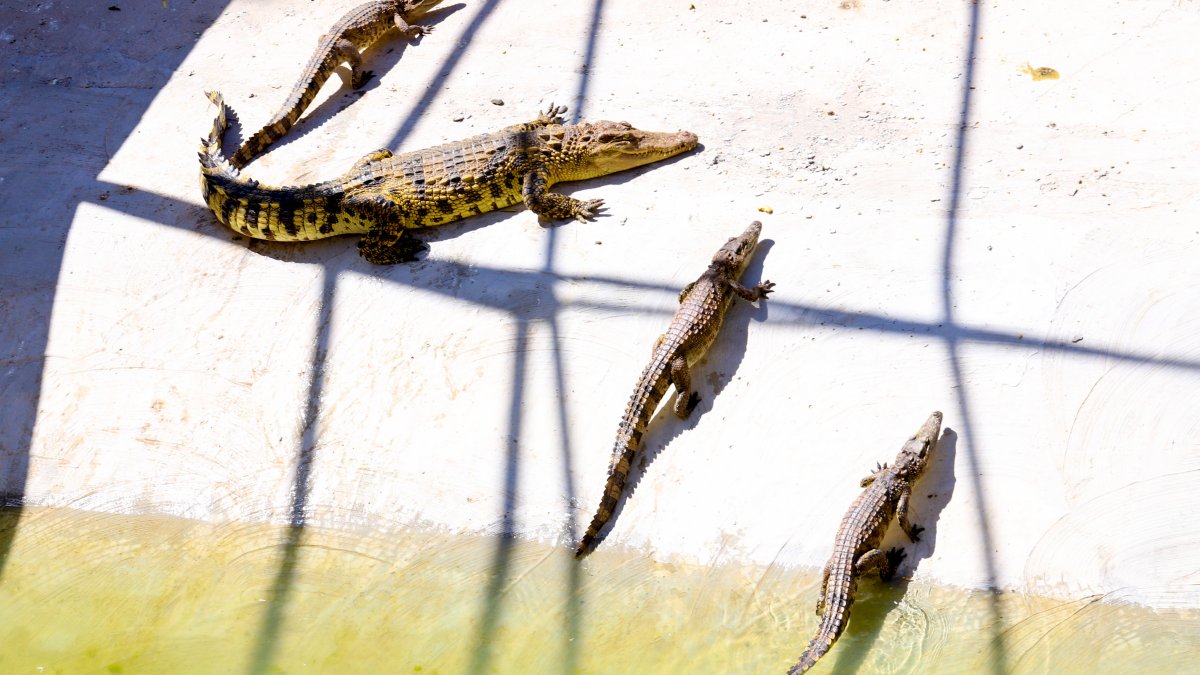 7 people killed after rainstorms in China and 70 crocodiles on the loose – NBC Bay Area - Vimarsana News