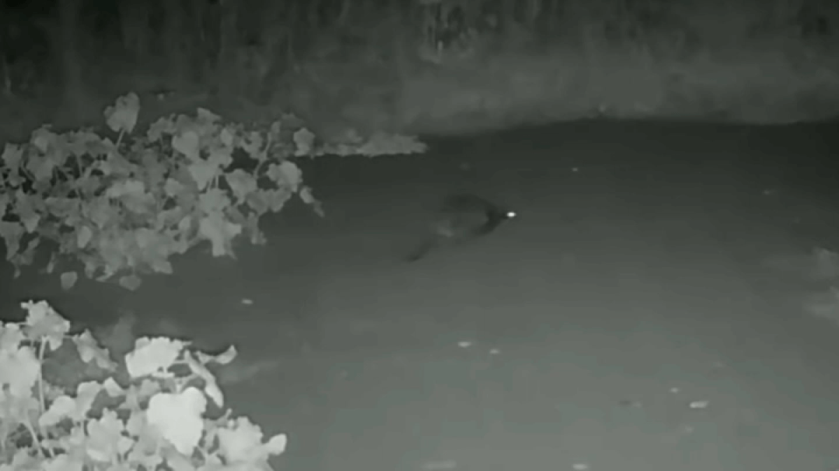 帕洛阿尔托溪中发现婴儿海狸