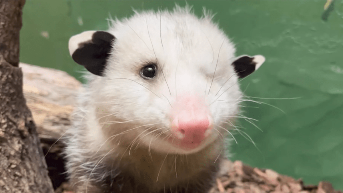 National Zoo oneeyed opossum named Basil NBC Bay Area