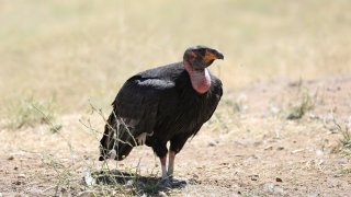 An endangered California condor.