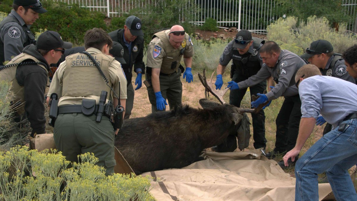 Bull moose captured in downtown Santa Fe and moved to habitat NBC Bay